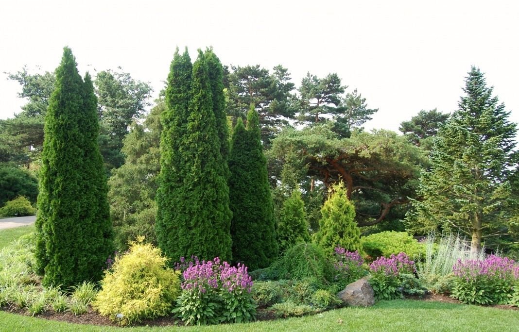 Хвойный Сад В Ландшафтном Дизайне Фото