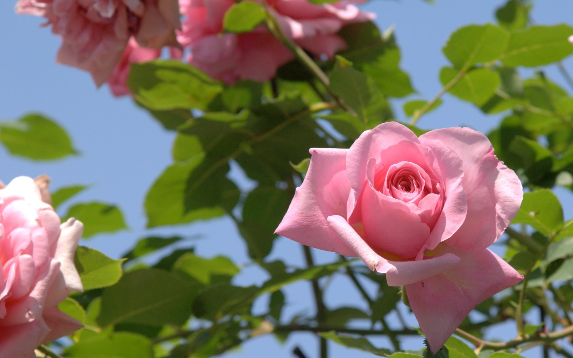 Розовые розы природа