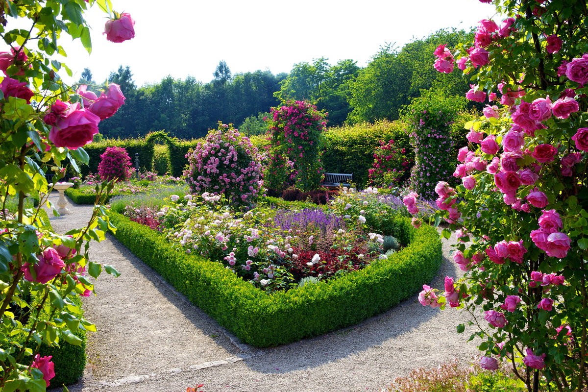 Розы в ландшафтном дизайне: 75 примеров на фото в саду