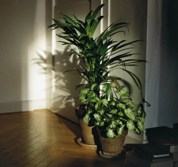 Тенелюбивые растения для квартиры: благоприятные цветы, которые любят тень