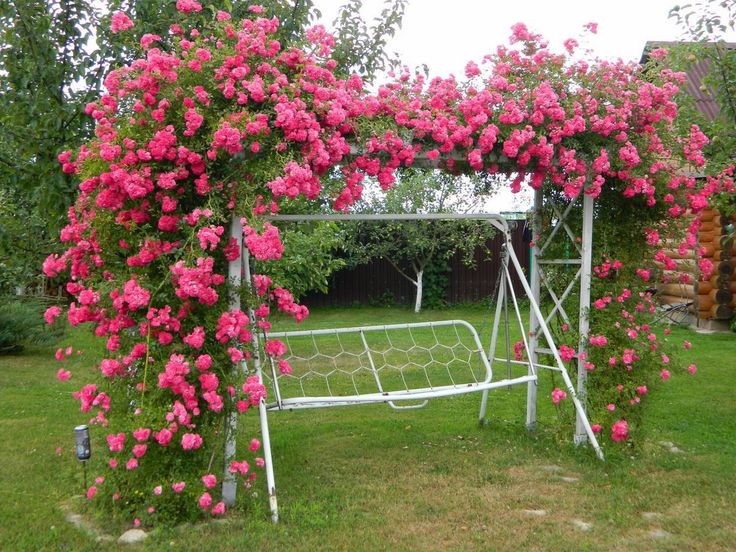 Плетистые розы в ландшафтном дизайне (87 фото)