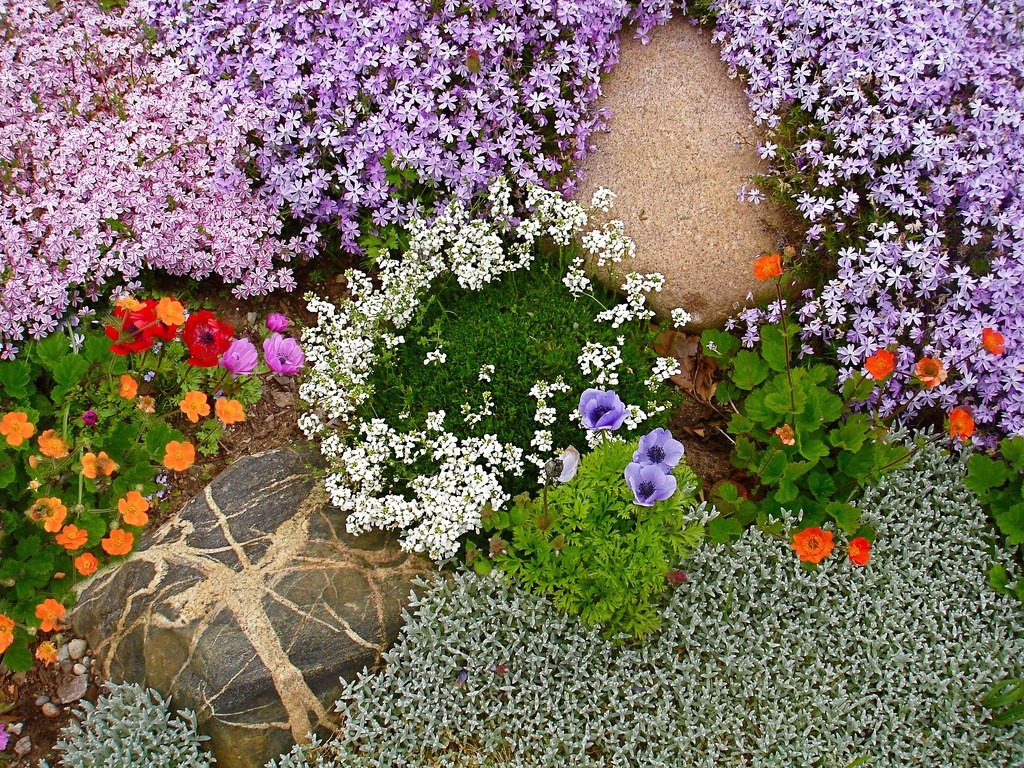 Какие цветы для альпийской горки фото с названиями и описанием
