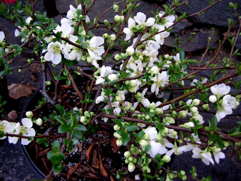 Белые цветки на айве в начале весны