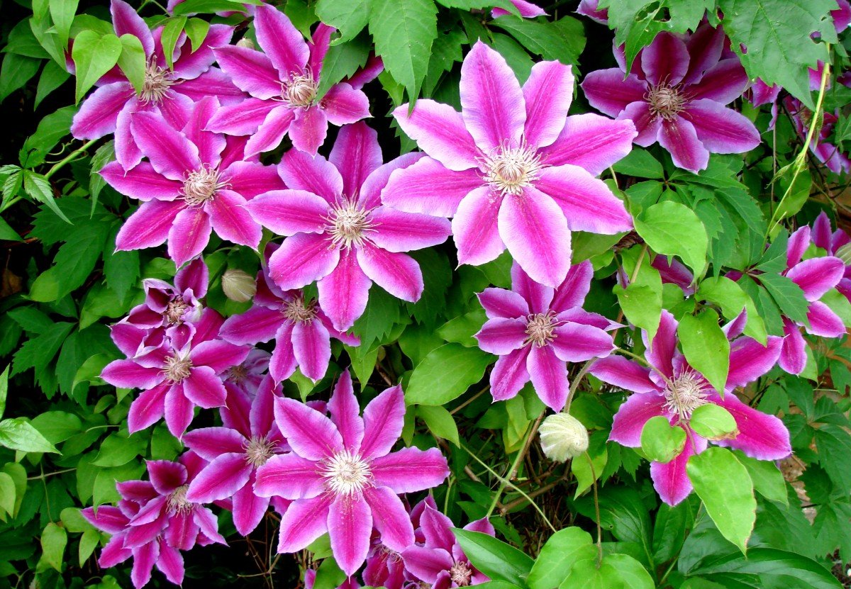 Многолетние цветы цветущие все лето фото и название для сибири