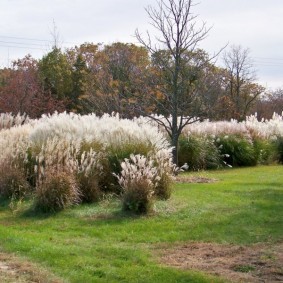 декоративная трава для сада оформление идеи