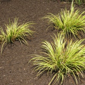 декоративная трава для сада фото вариантов