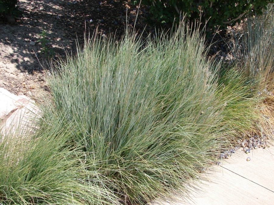 Декоративная трава: многолетняя и злаки для клумбы в ландшафтном .