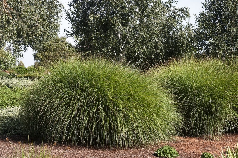  трава: многолетняя и злаки для клумбы в ландшафтном .