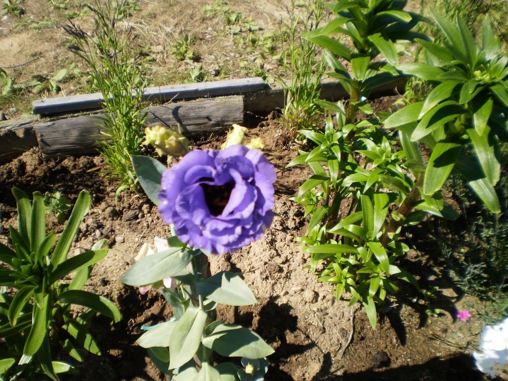 Одиночный цветок лизиантуса на дачной клумбе