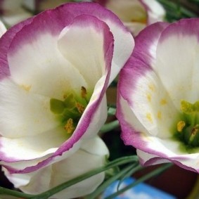Воронкообразные цветки эустомы популярного сорта Сапфир
