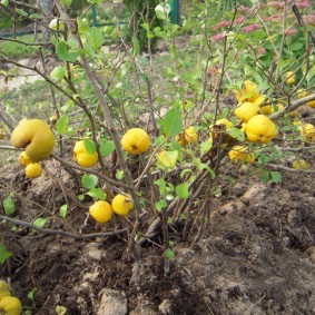 Желто-лимонные плоды на ветках китайской айвы