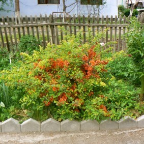 Кустарник японская айва: фото в ландшафтном дизайне дачного и садового участка