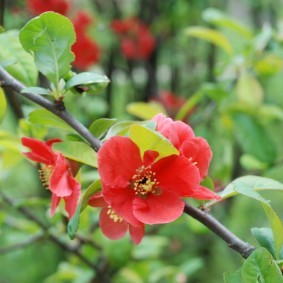 Пятилепестковый цветок на айве японской