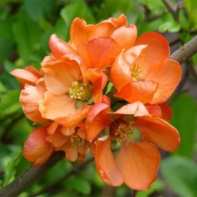 Розово-оранжевые лепестки на цветках айвы