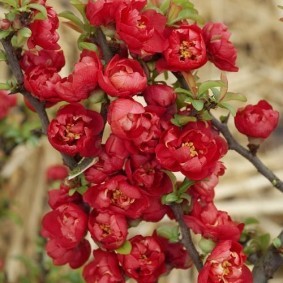 Красные цветки на стеблях айвы