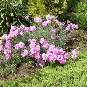 Нежно розовые цветы на клумбе в саду