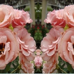 Розовые цветки диаметром 8–10 см