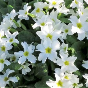 Ярко белые цветки с длинными лепестками