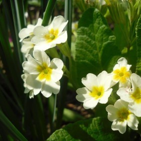 Белые цветки с желтой сердцевиной