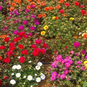 Цветочная поляна на садовом участке