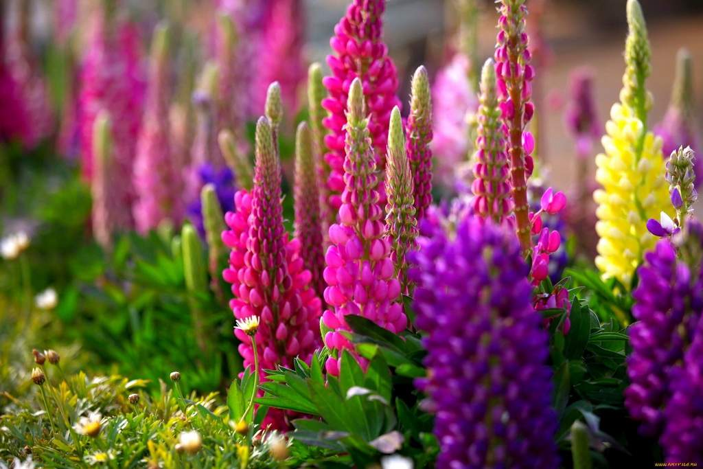 Цветы многолетники для сада: неприхотливые, долгоцветущие, высокорослые инизкорослые