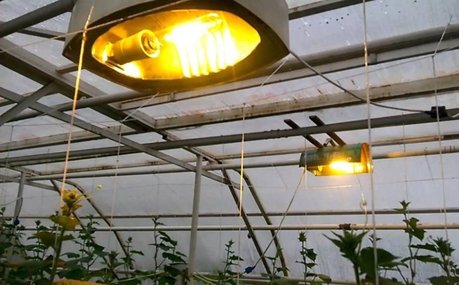 Подсветка растений в теплице с помощью натриевой лампы