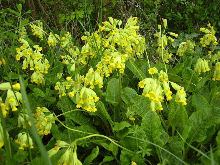 Светло-желтые цветки на стеблях примулы весенней