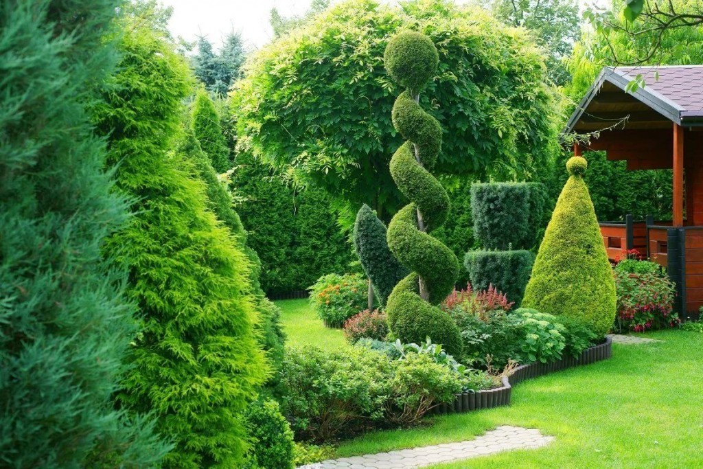 Хвойники в саду: декоративные низкорослые хвойные растения и деревья .