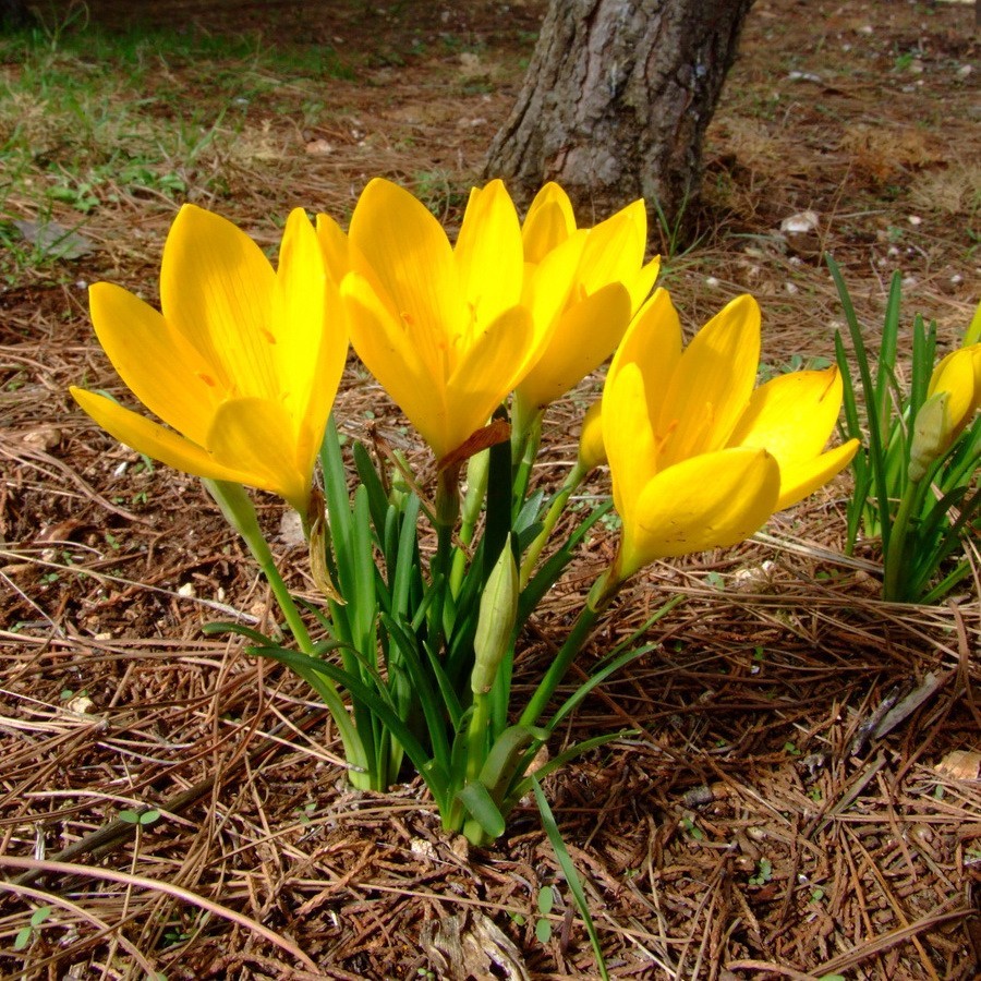 Желтые ранние цветы весной как называется. Штернбергия колхикоцветная. Крокус Штернбергия. Штернбергия lutea. Штернбергия жёлтая.