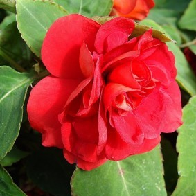 Ярко-красный цветок садового бальзамина сорта Арабеска