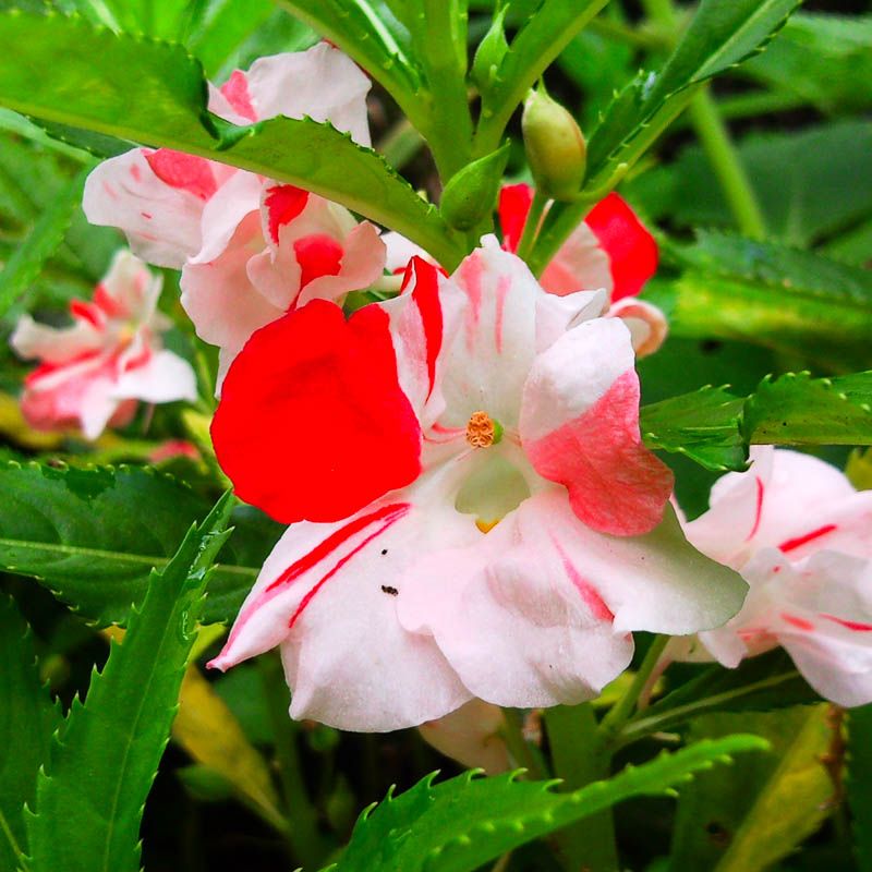 Розово-белый цветок на стебле бальзамина