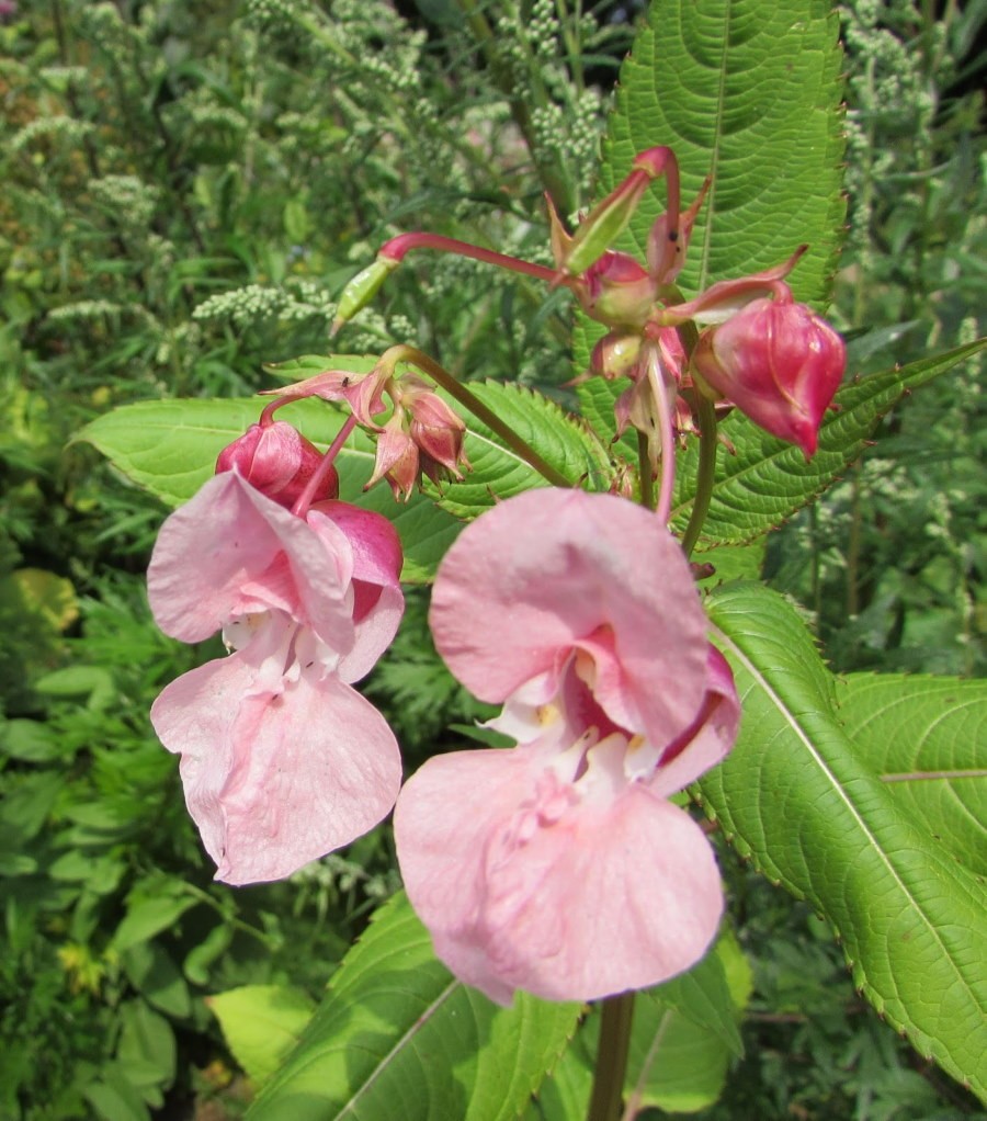 Нежно-розовые цветки на стеблях недотроги бальзаминовой