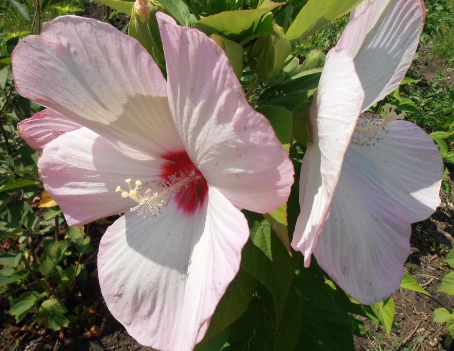 Нежно-розовые цветки гибискуса болотного вида