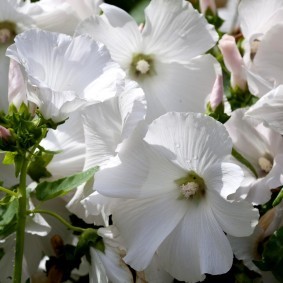 Белоснежный цветок на гибридной лаварете