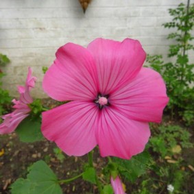Крупный цветок с лепестками розового цвета