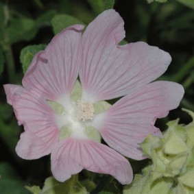 Бело-розовый цветок с лепестками интересной формы