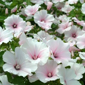 Белые цветки с розовой сердцевиной