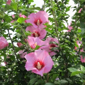 Розовые цветки на травянистых стеблях