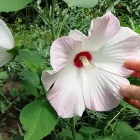 Розово-белый цветок на садовой клумбе