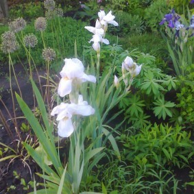 Садовый касатик с белыми цветками