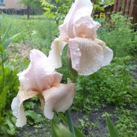Цветок ириса после дождя крупным планом