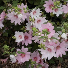 Зубчатые цветки розово-белого окраса