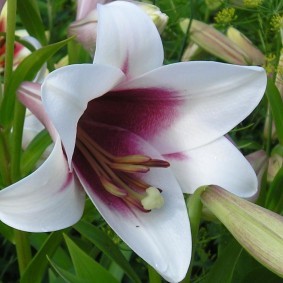 Крупные тычинки на цветке гибридной лилии
