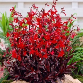 Ярко-красные цветы в садовом ландшафте
