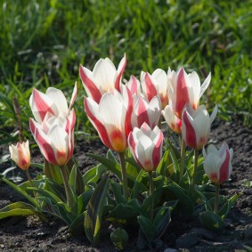 Полосатые цветки весенних тюльпанов