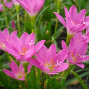 Розово-фиолетовая окраска цветков многолетних растений