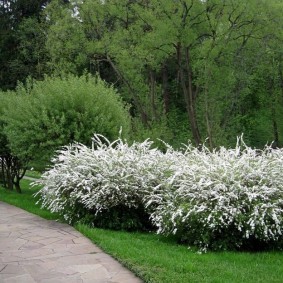 Белые цветки на высоких кустарниках