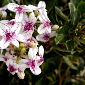 Фиолетовая сердцевина цветков с белыми лепестками