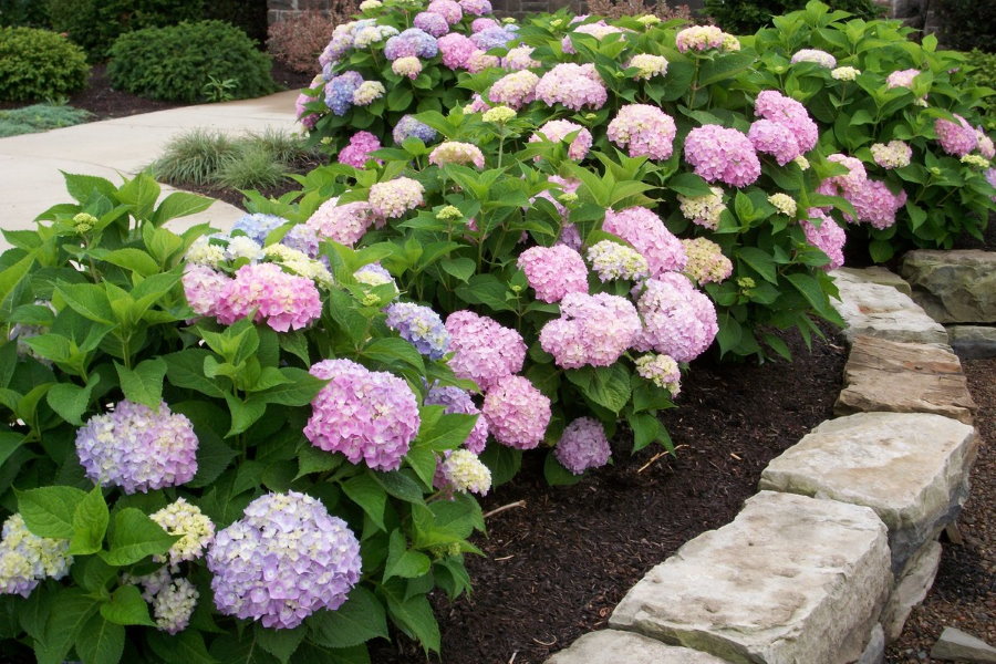 Гортензия садовая – фото оформления участка в саду и сочетания с другими цветами