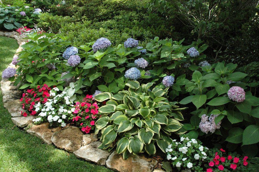 Гортензия садовая – фото оформления участка в саду и сочетания с другими цветами